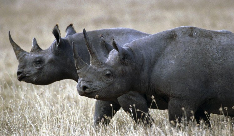 10 cuộc tuyệt chủng tự nhiên lớn nhất từ thập kỉ 90