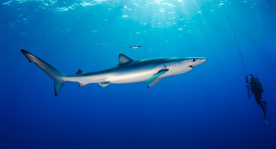 10 loài cá lập kỷ lục bơi nhanh nhất thế giới