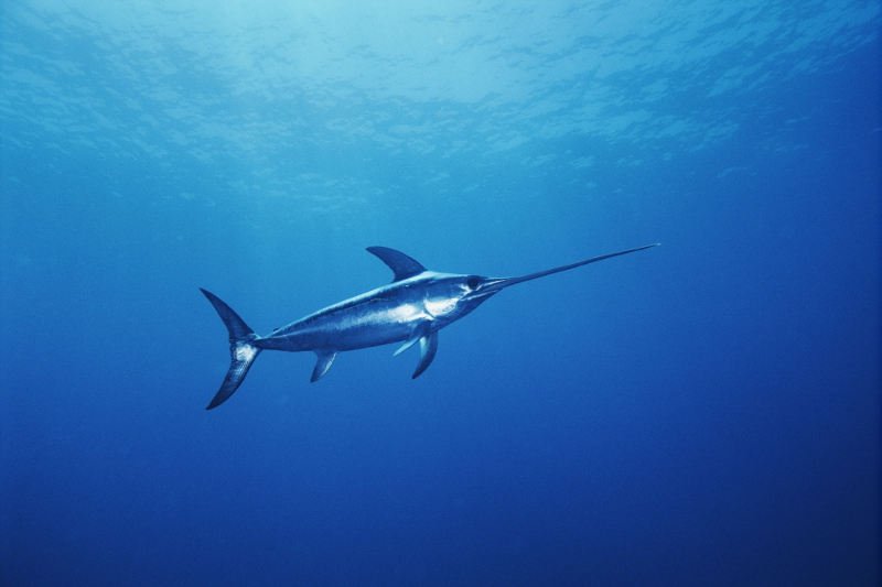 10 loài cá lập kỷ lục bơi nhanh nhất thế giới