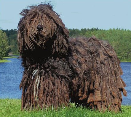 10 loài chó kỳ lạ nhất hành tinh