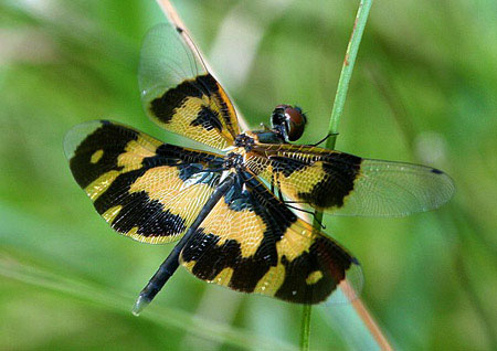 10 loài côn trùng kỳ lạ ở Việt Nam