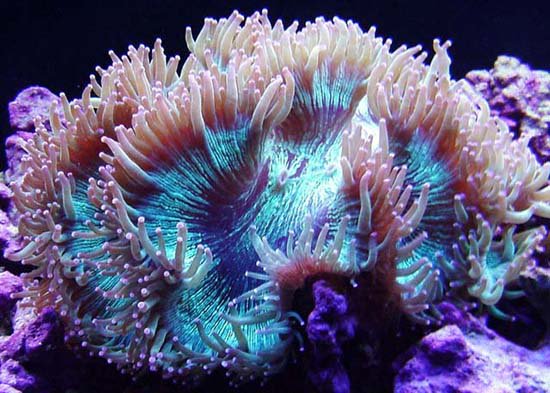 10 loài san hô có nguy cơ tuyệt chủng cao nhất