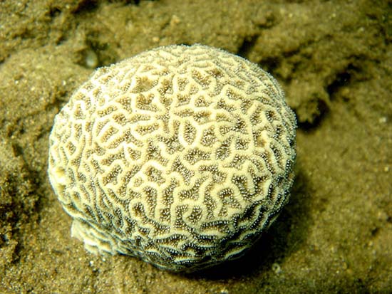 10 loài san hô có nguy cơ tuyệt chủng cao nhất
