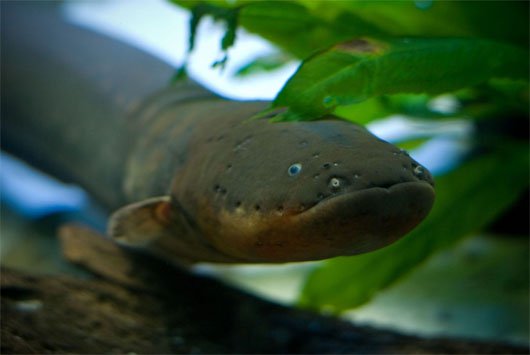 10 loài thủy quái của sông Amazon