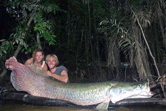 10 loài thủy quái của sông Amazon
