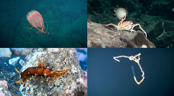 10 sinh vật biển kỳ lạ tại khu bảo tồn biển Chile