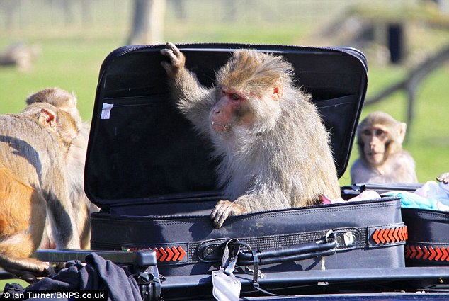 100 con khỉ được tặng xe hơi