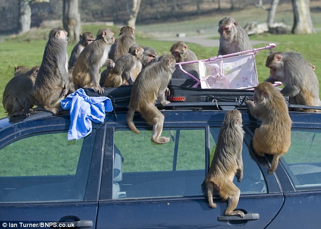 100 con khỉ được tặng xe hơi