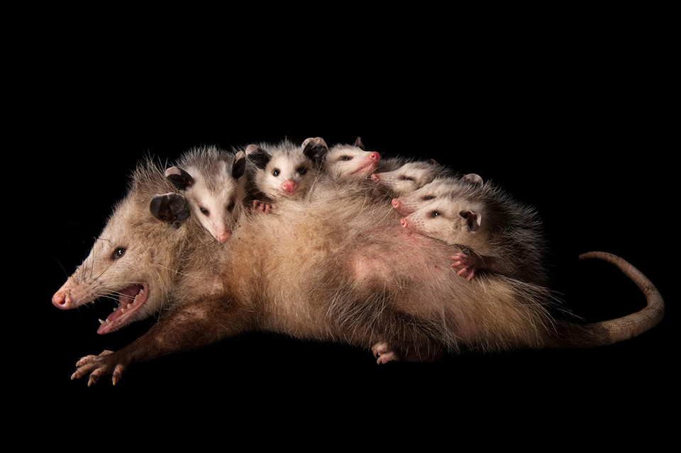 12 bức ảnh đẹp về tình mẹ con trong thế giới động vật