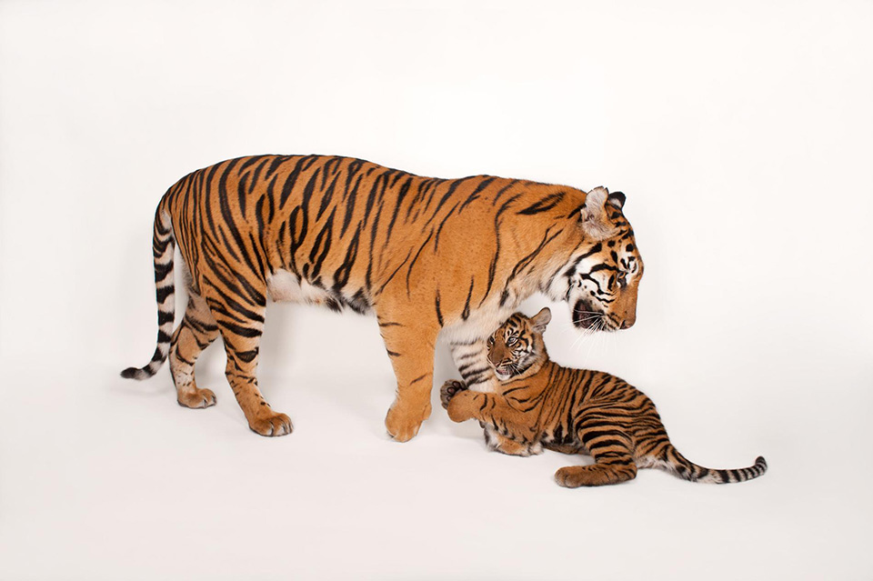 12 bức ảnh đẹp về tình mẹ con trong thế giới động vật