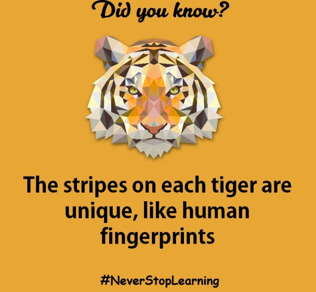 12 sự thật thú vị về loài hổ khiến bạn kinh ngạc