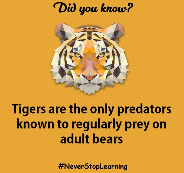 12 sự thật thú vị về loài hổ khiến bạn kinh ngạc