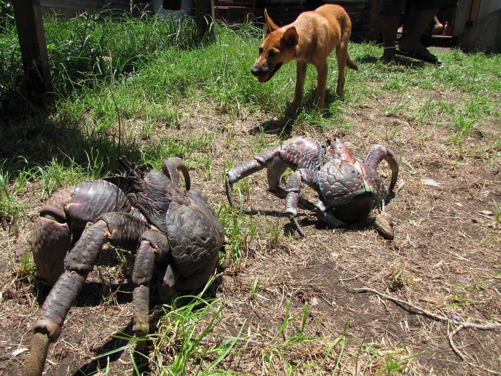 14 loài vật đáng sợ bạn có thể sẽ gặp phải tại Úc