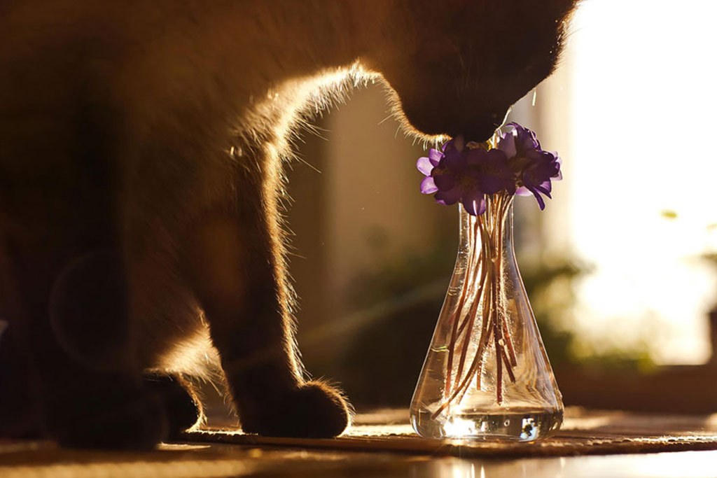 18 sắc thái thưởng hoa lãng mạn không ngờ của động vật