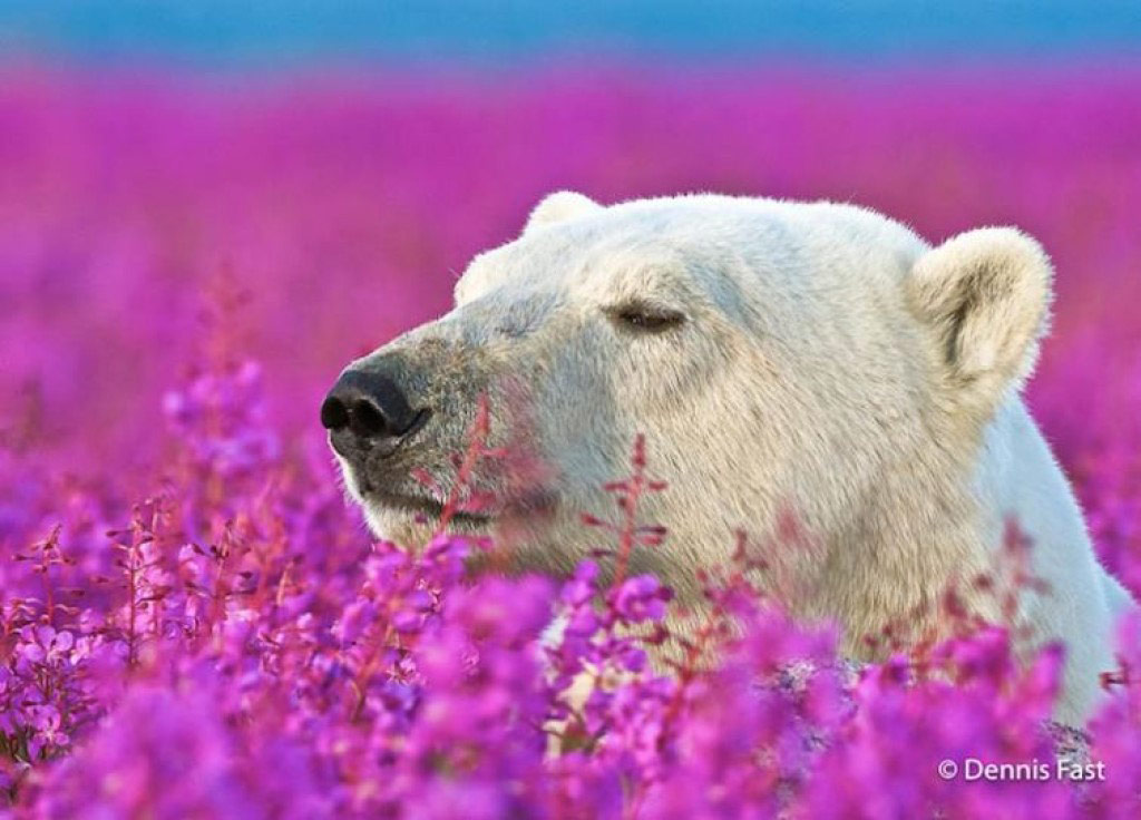 18 sắc thái thưởng hoa lãng mạn không ngờ của động vật