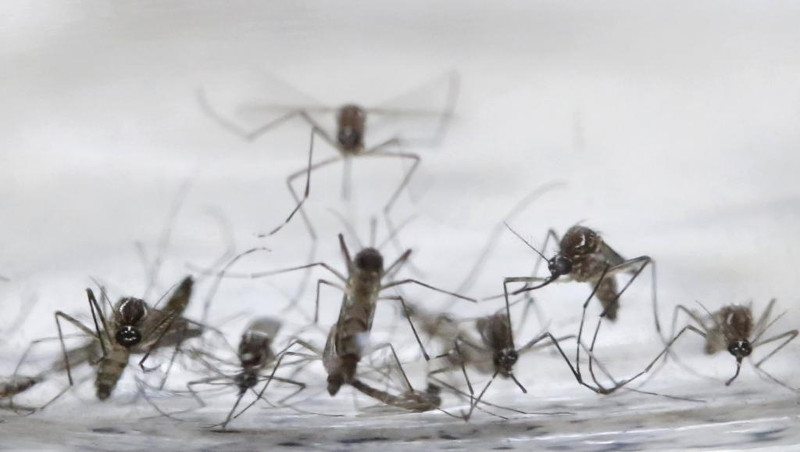 2,2 tỷ người sống ở vùng có nguy cơ thành ổ dịch Zika