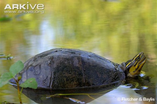 3 loài rùa biến hình lạ lùng nhất ở Việt Nam