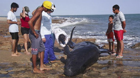 30 cá heo mắc cạn ở Brazil