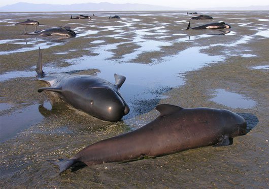 39 con cá voi chết vì mắc cạn