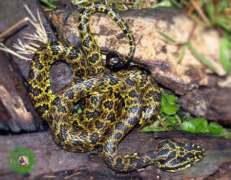 4 loài rắn cực độc được tìm thấy nhiều nhất ở Fansipan