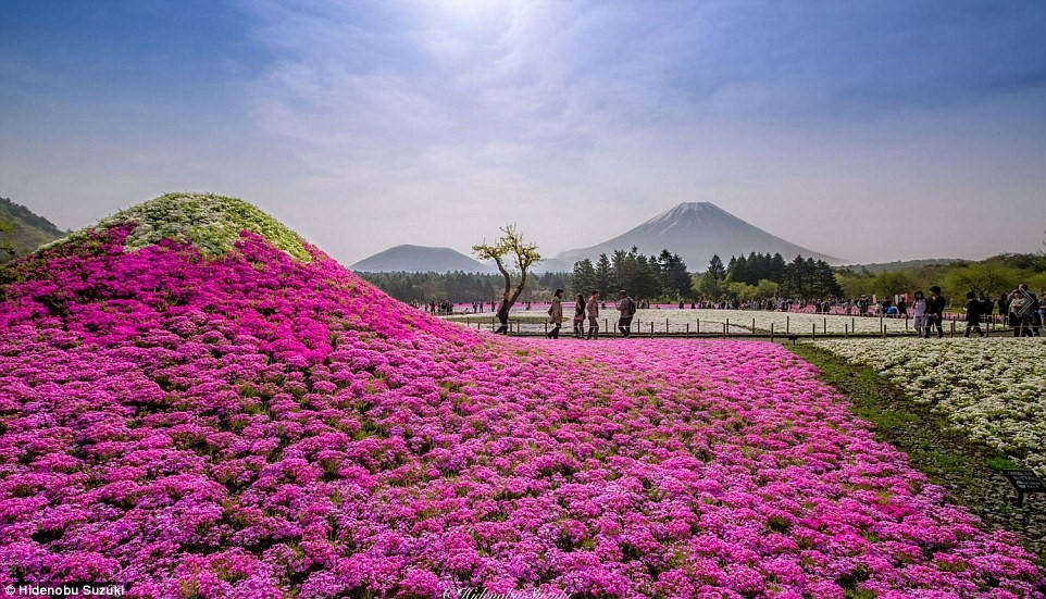 4 triệu bông hoa tình yêu nở rộ ở công viên Nhật Bản