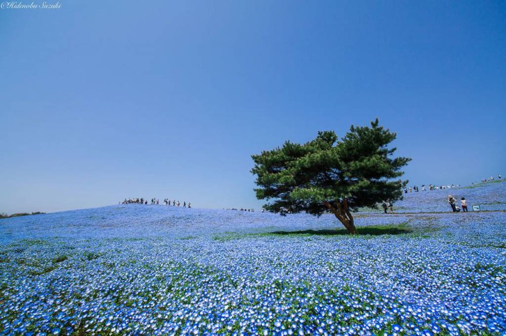 4 triệu bông hoa tình yêu nở rộ ở công viên Nhật Bản