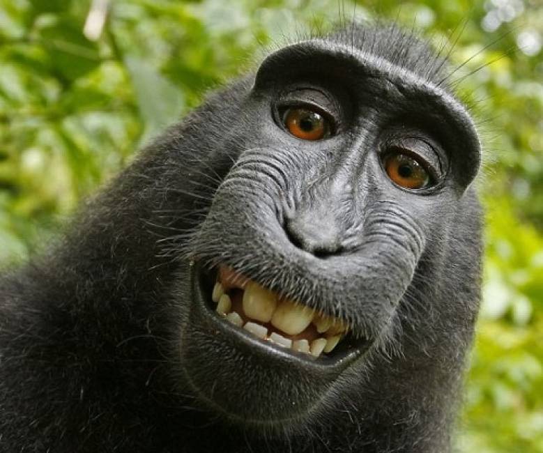 40 sự thật đầy thú vị về loài khỉ mà bạn chưa biết