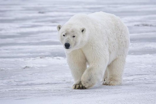 5 đặc điểm thú vị của gấu trắng Bắc Cực