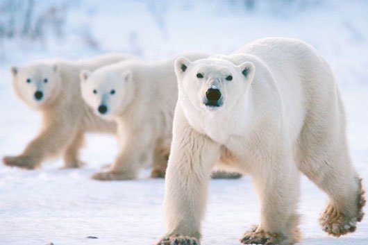 5 đặc điểm thú vị của gấu trắng Bắc Cực