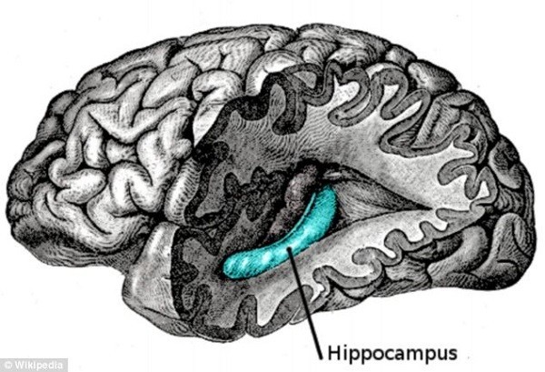 5 khám phá mới gây ngỡ ngàng về lưỡi và tai con người