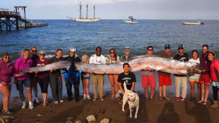 5 loài cá dài nhất thế giới