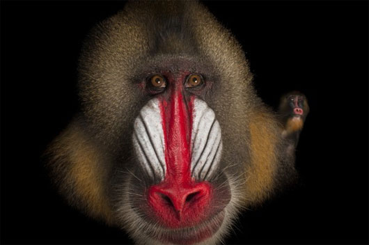 5 loài động vật kỳ lạ có chiếc mũi “chẳng giống ai”