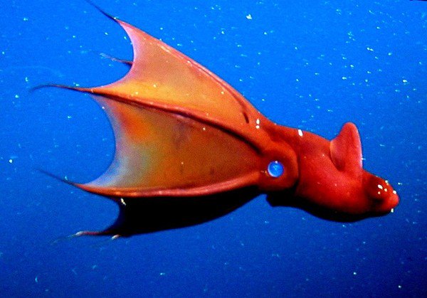 5 loài quái vật kỳ lạ đến khó tin ở dưới đáy biển