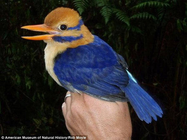 50 năm tìm chim quý rồi giết