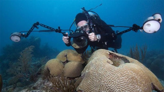 50% san hô trên toàn thế giới đã biến mất