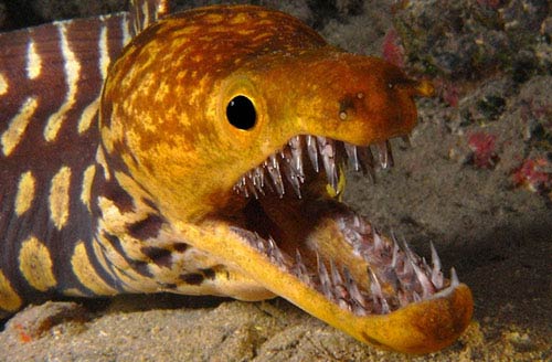 6 loài thủy quái có bộ hàm giết mồi trong nháy mắt