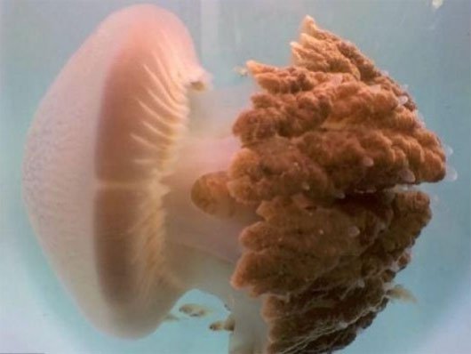 65 điều thú vị về loài sứa (2)
