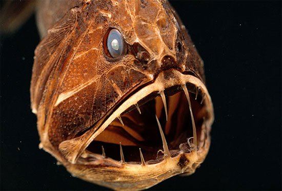 7 sinh vật kỳ dị dưới biển sâu