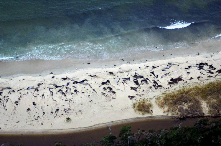 70 cá voi dạt bờ bí ẩn ở Chile