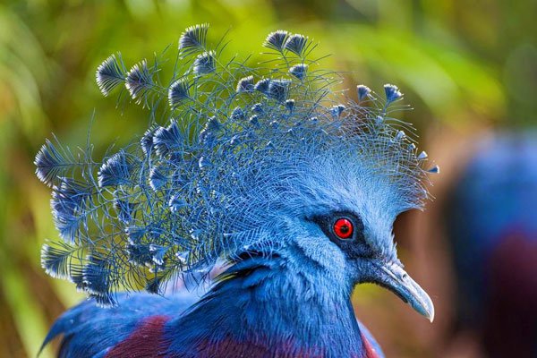 8 loài động vật có bộ tóc kỳ lạ