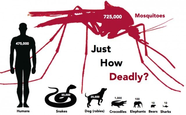 9 sự thật thú vị về loài muỗi