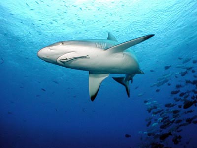 90% lượng cá mập biến mất do bị săn bắt