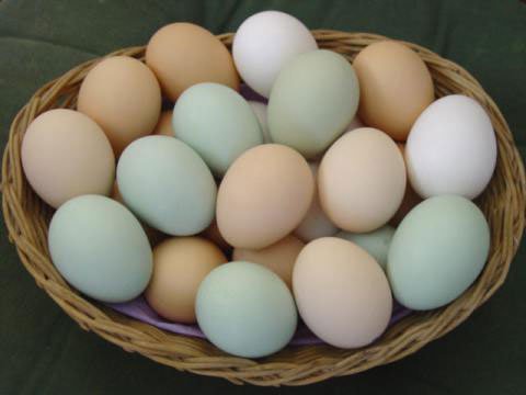 Ăn trứng – cân nặng giảm xuống, trí tuệ tăng lên