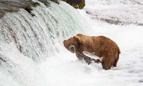 Ảnh đẹp: Gấu nâu bắt cá hồi bơi ngược dòng