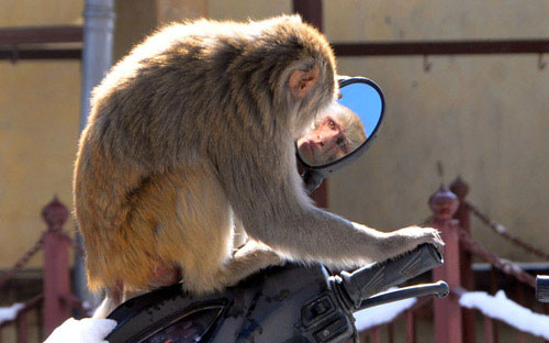 Ảnh đẹp: Khỉ biết soi gương