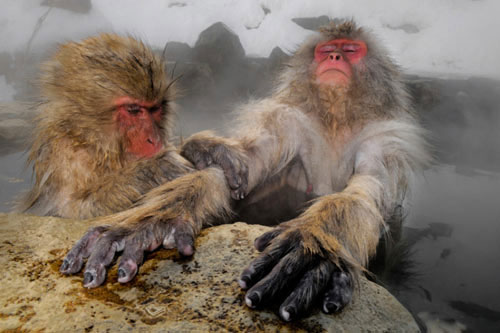 Ảnh đẹp: Khỉ tuyết ngâm mình trong hồ nước nóng