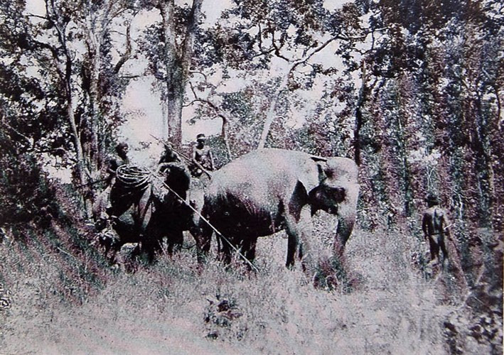 Ảnh độc về chuyến săn voi ở Tây Nguyên 100 năm trước