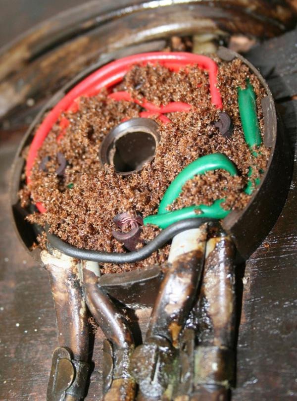 Anh: Phát hiện ra loài kiến có khả năng gây cháy nhà
