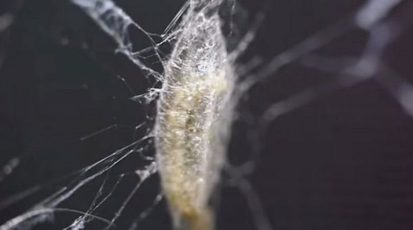 Ấu trùng ong bắp cày tấn công hệ thần kinh nhện, kết lưới và tạo kén