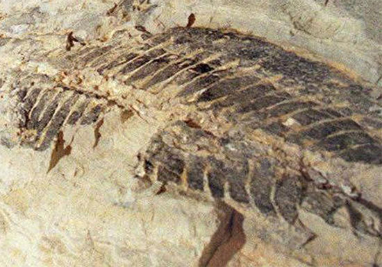 Australia tìm thấy hóa thạch hàng chục triệu năm tuổi